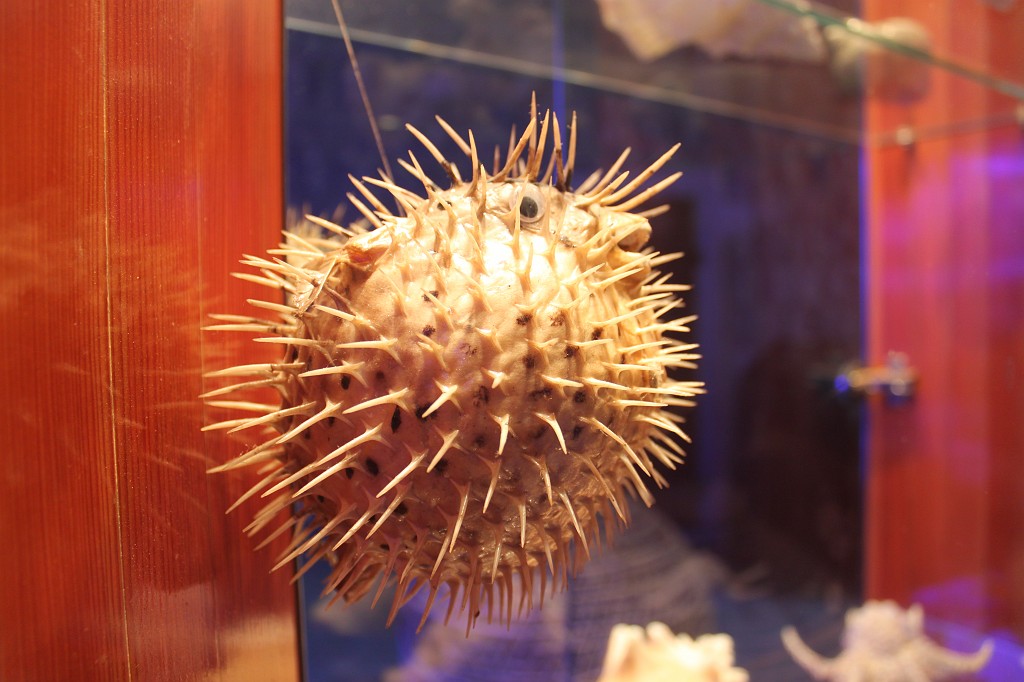 IMG_7610.JPG - Dubrovnik Aquarium