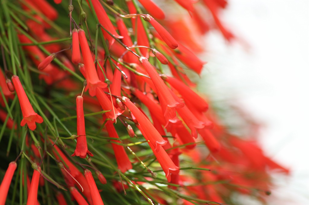 IMG_7659.JPG - Blooming