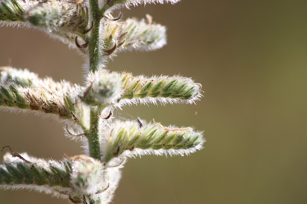 IMG_7676.JPG - Furry