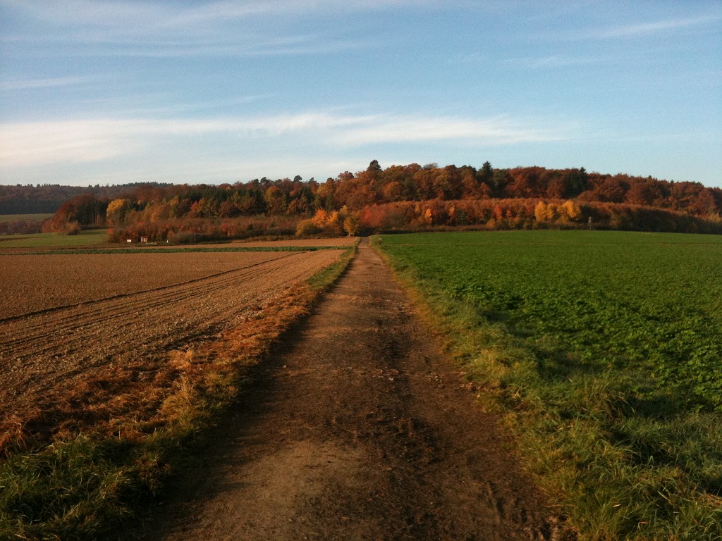 IMG_0157.JPG - Coloured Forest ahead