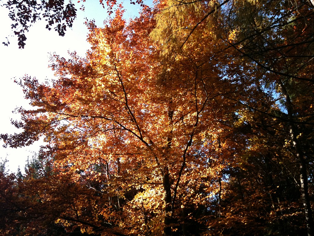 IMG_0175.JPG - Colored trees in the wood