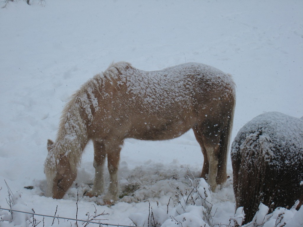 IMG_6599.JPG - Winter around Neu-Anspach