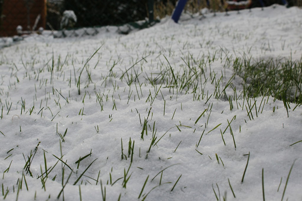 IMG_8637.JPG - Blades of grass in the snow