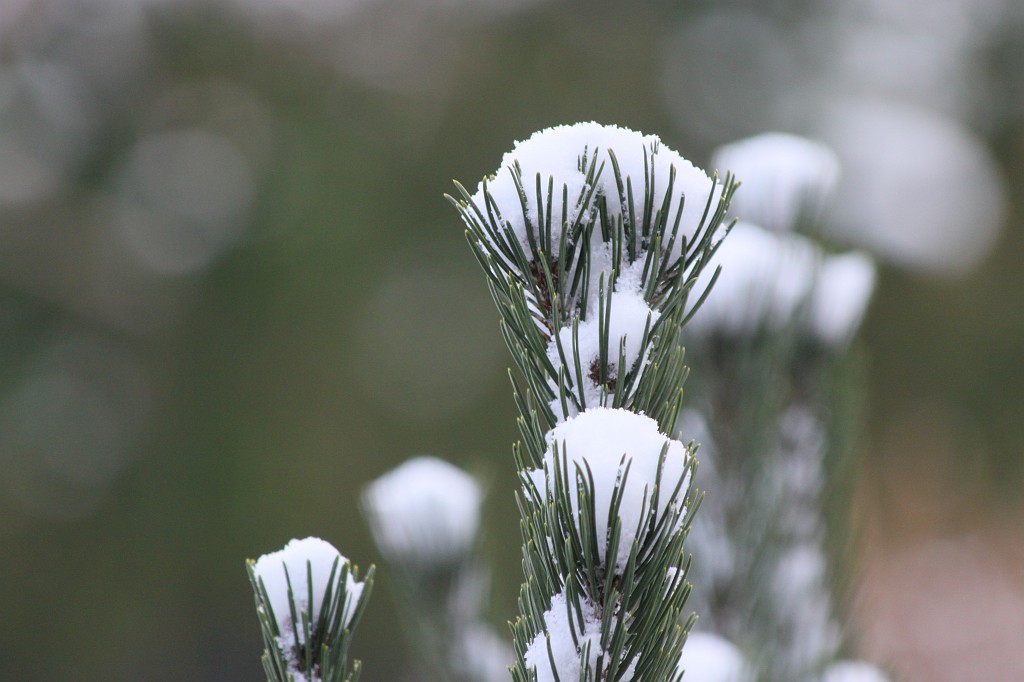 IMG_8645.JPG - Fresh snow