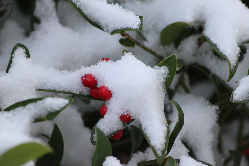 IMG_8649.JPG - Fresh snow