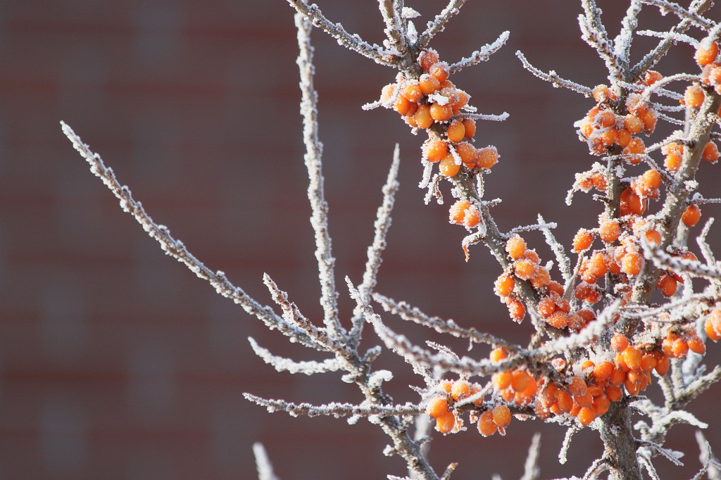 IMG_8738.JPG - Winter impressions