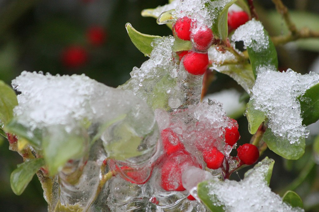 IMG_8817.JPG - Winter in Anspach