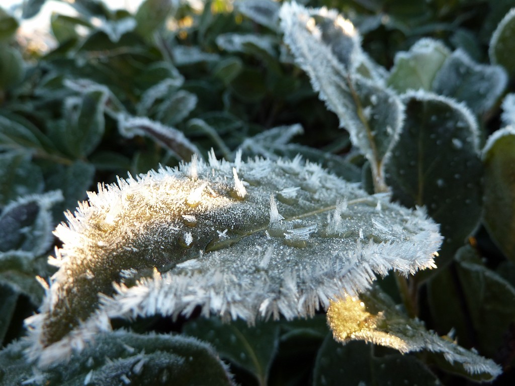 P1020295.JPG - Hoar frost
