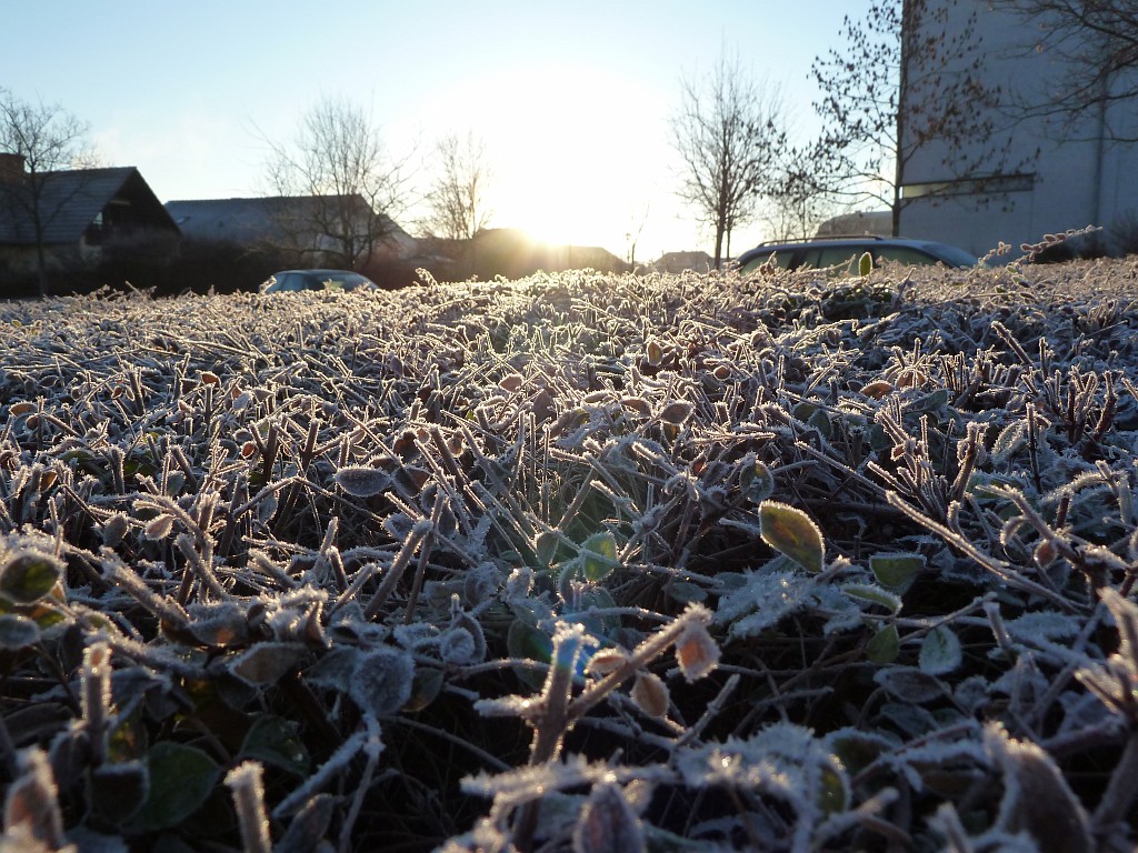 P1020300.JPG - Hoar frost