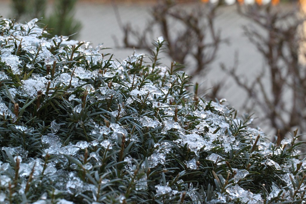 IMG_9917.JPG - Ice on the bush