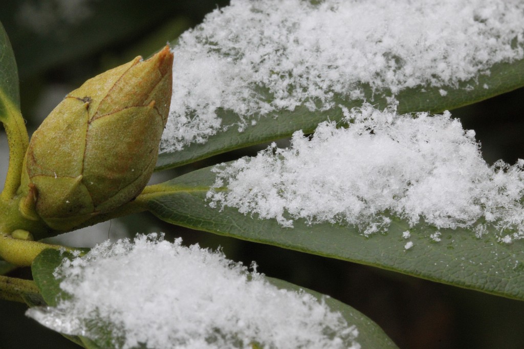 IMG_9924.JPG - Snowflakes