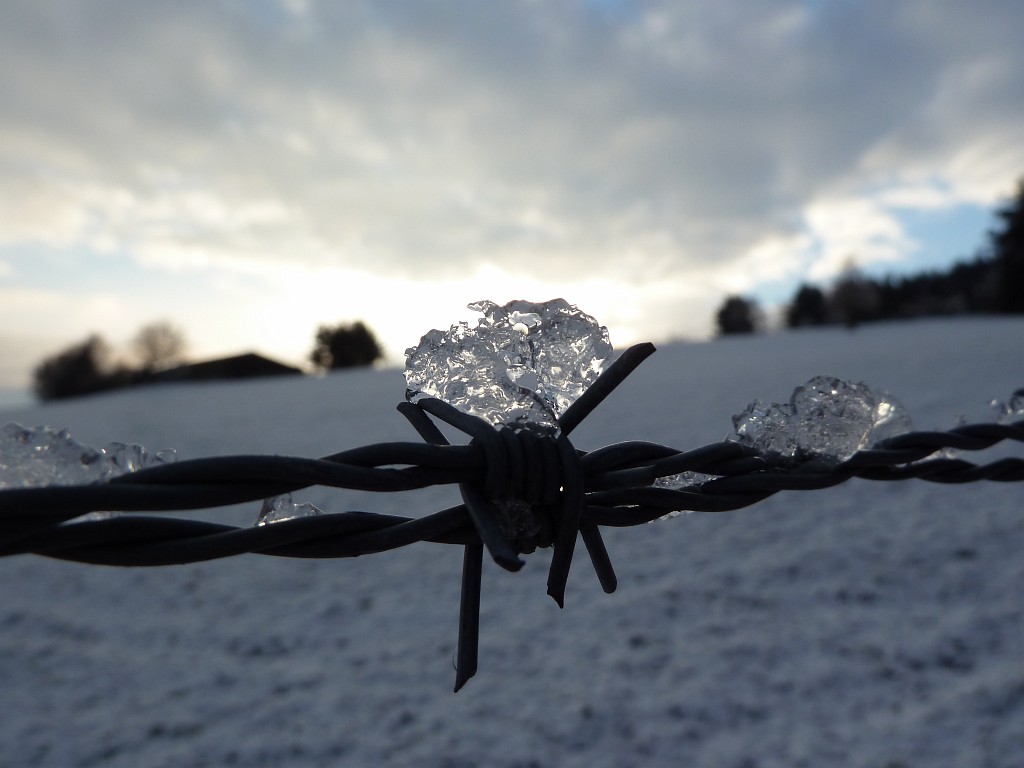 P1020409.JPG - Barbwire & Ice