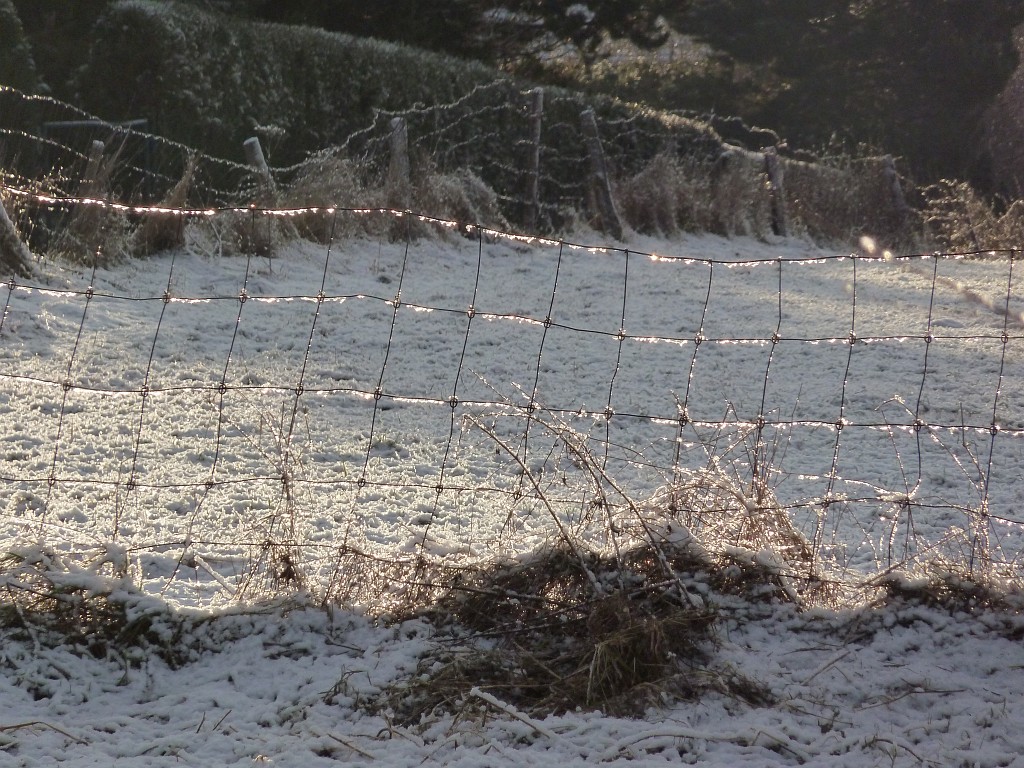 P1020441.JPG - Glittering Ice