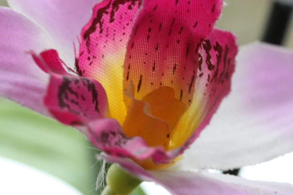 IMG_0252.JPG - Orchid