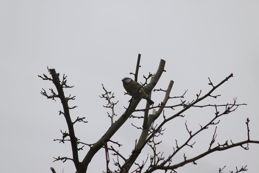 IMG_0264.JPG - Vogel