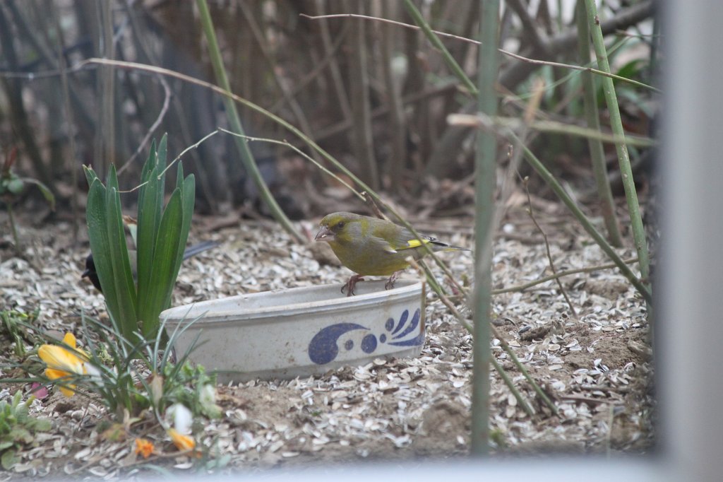 IMG_0279.JPG - Vogel