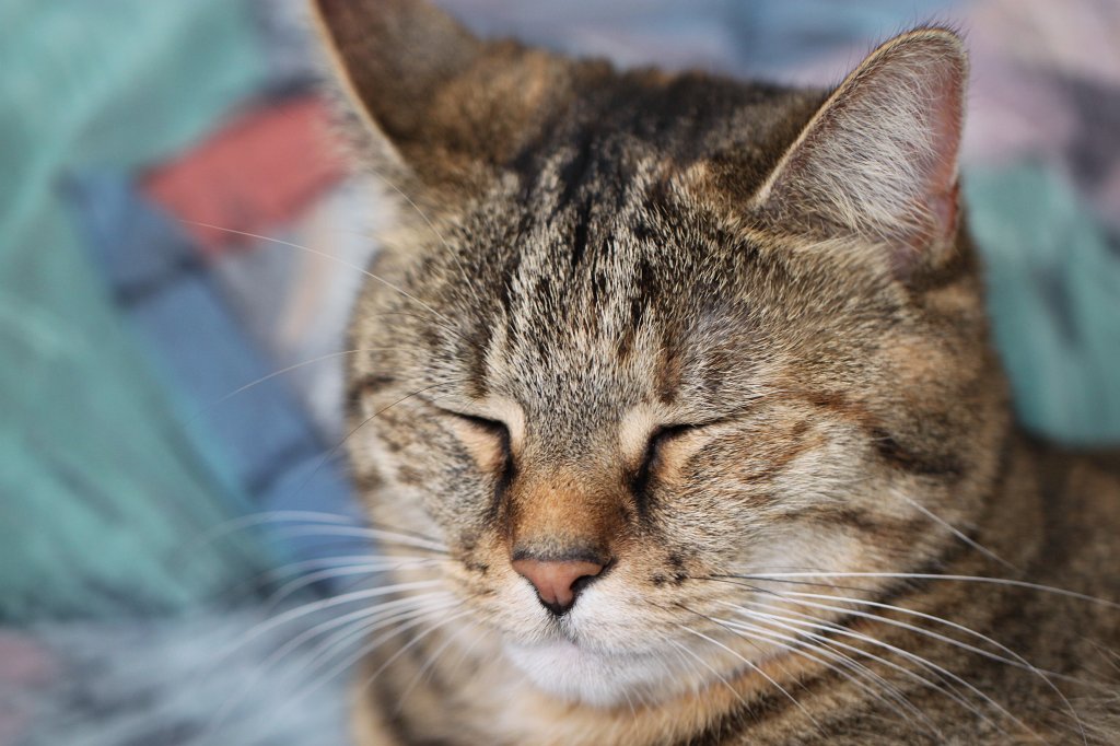 IMG_0333.JPG - Emily the cat