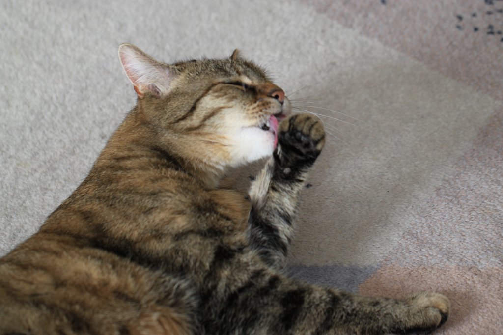 IMG_0350.JPG - Emily the cat