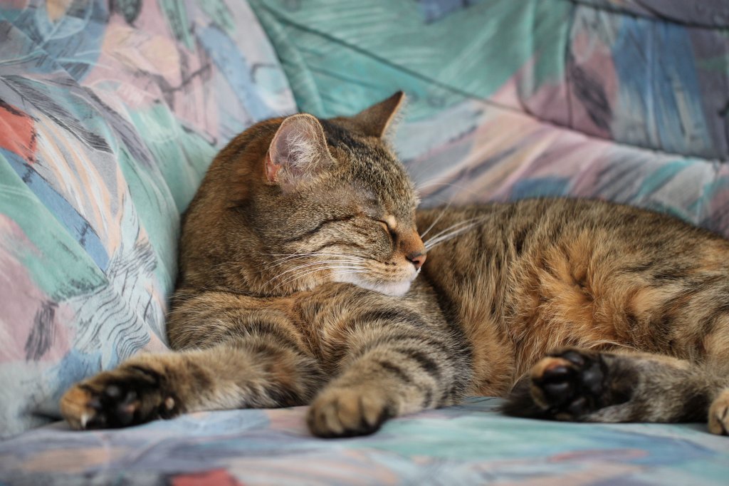 IMG_0355.JPG - Emily the cat