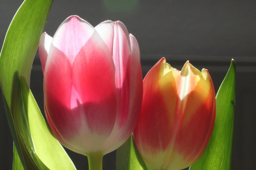 IMG_0409.JPG - Tulips