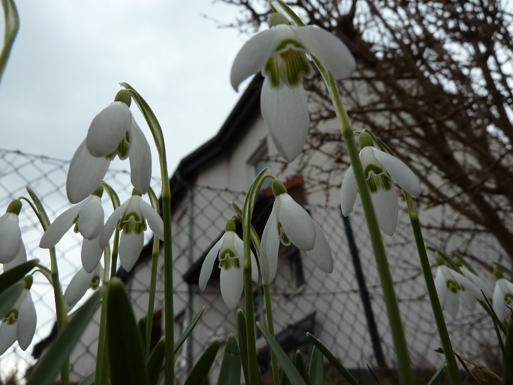 P1020719.JPG - Schneegl�ckchen  http://en.wikipedia.org/wiki/Galanthus 