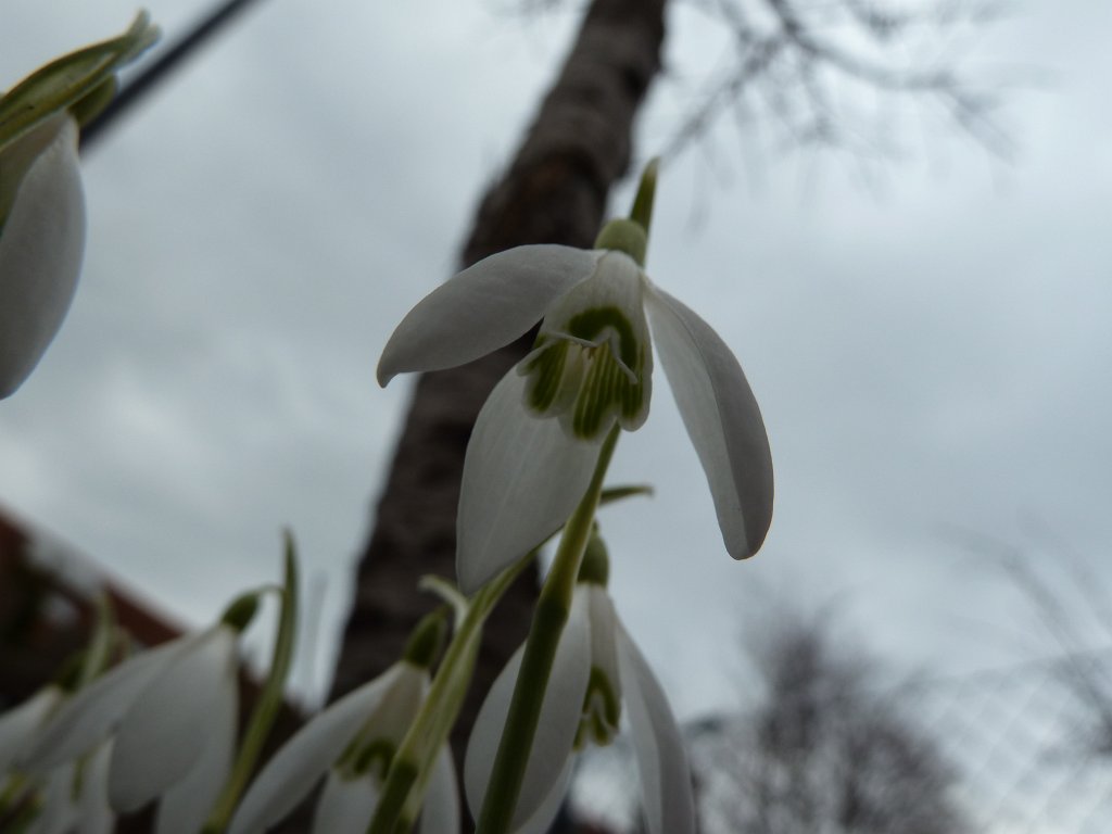 P1020722.JPG - Schneegl�ckchen  http://en.wikipedia.org/wiki/Galanthus 