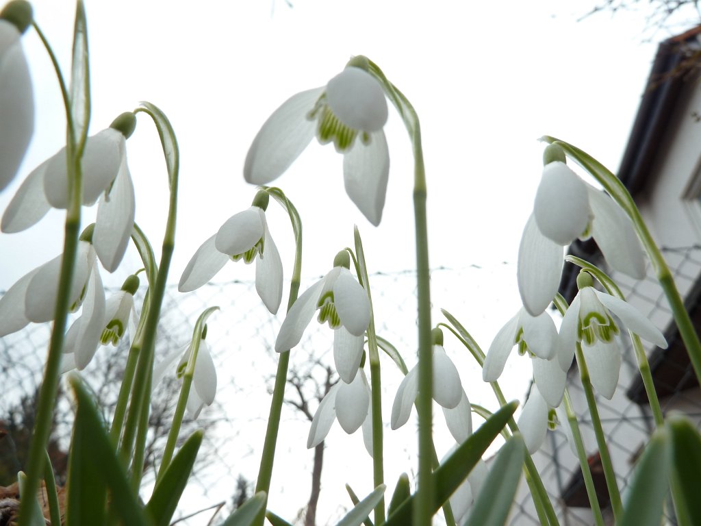P1020724.JPG - Schneegl�ckchen  http://en.wikipedia.org/wiki/Galanthus 