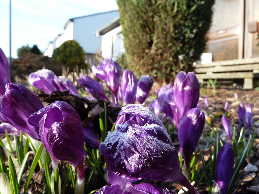P1020760.JPG - Crocus  http://en.wikipedia.org/wiki/Crocus  and hoar frost. Although spring is starting today life is still hard as the hoar frost shows.