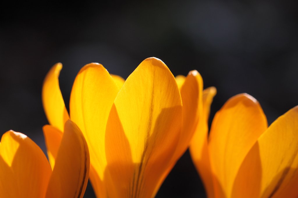 IMG_0452.JPG - Yellow Crocus  http://en.wikipedia.org/wiki/Crocus  blooming in the garden