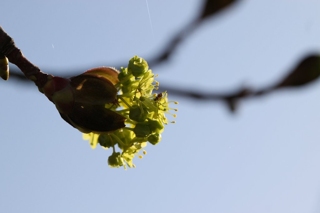 IMG_0518.JPG - Blooming tree