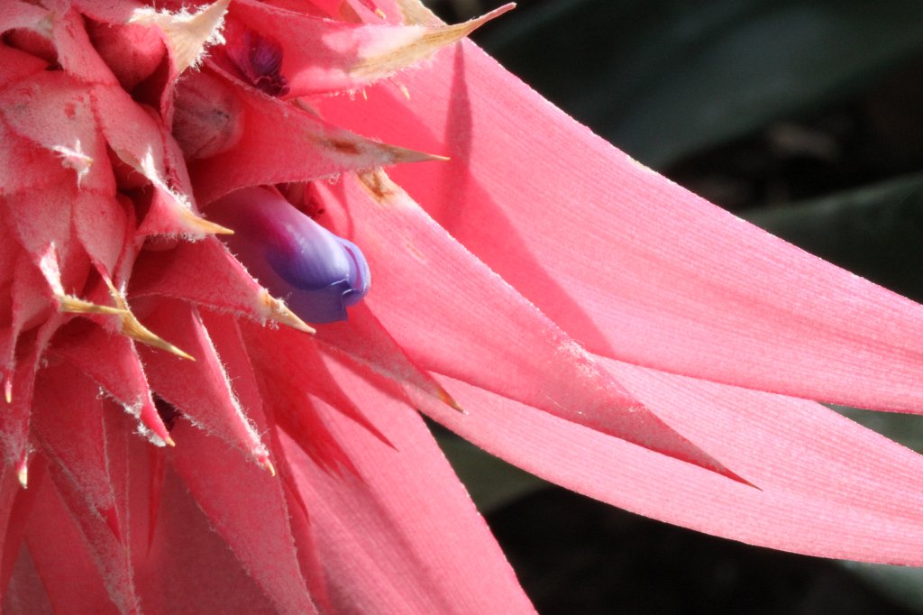 IMG_0540.JPG - Blooming in the Nordwestzentrum  http://de.wikipedia.org/wiki/Nordwestzentrum 