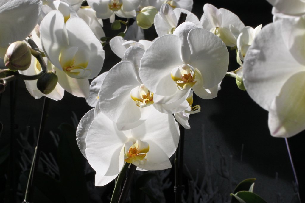 IMG_0552.JPG - Orchid  http://en.wikipedia.org/wiki/Orchidaceae 