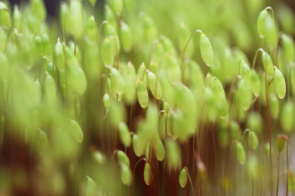 IMG_0656.JPG - Growing