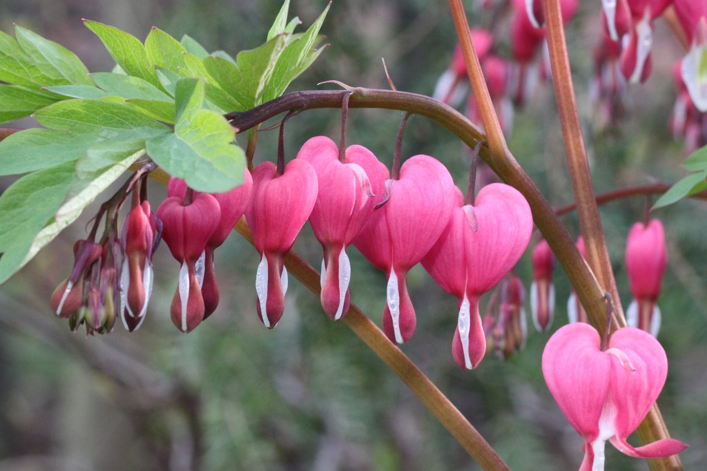IMG_0685.JPG - bleeding-heart