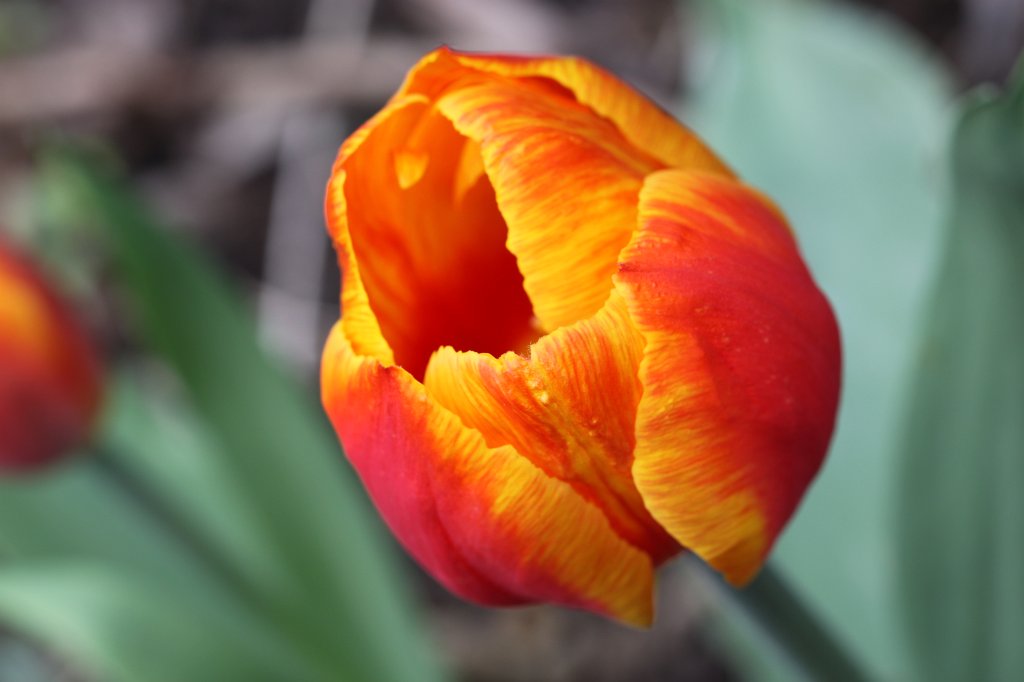 IMG_0690.JPG - Tulip