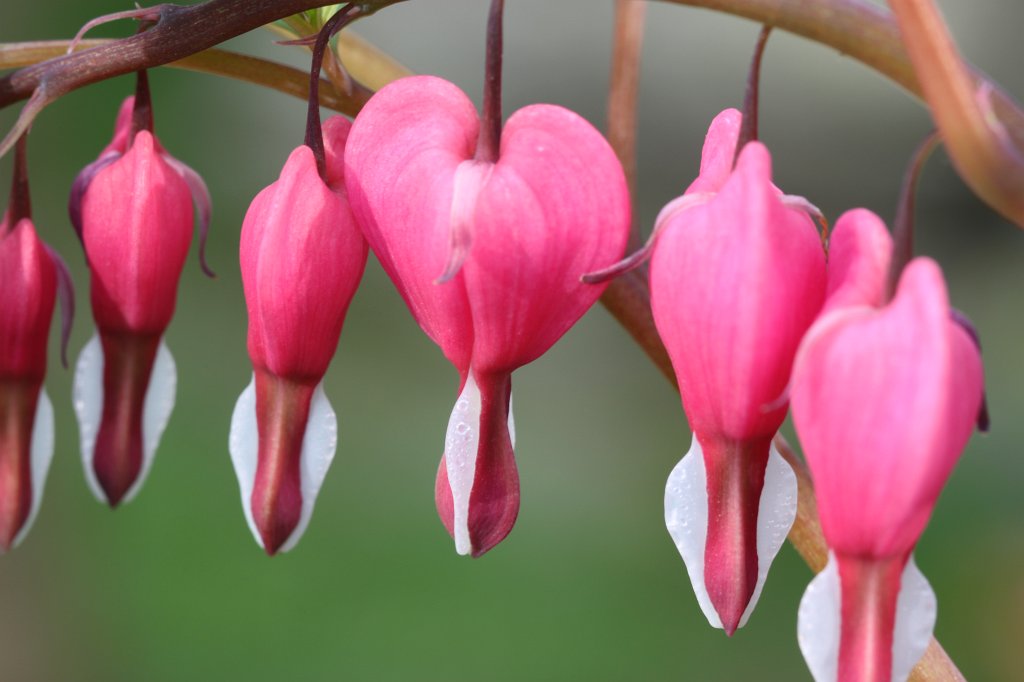 IMG_0693.JPG - bleeding-heart