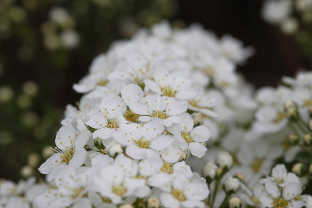 IMG_0707.JPG - Blooming