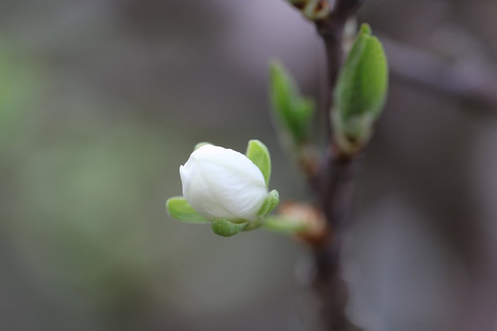 IMG_0711.JPG - Blooming