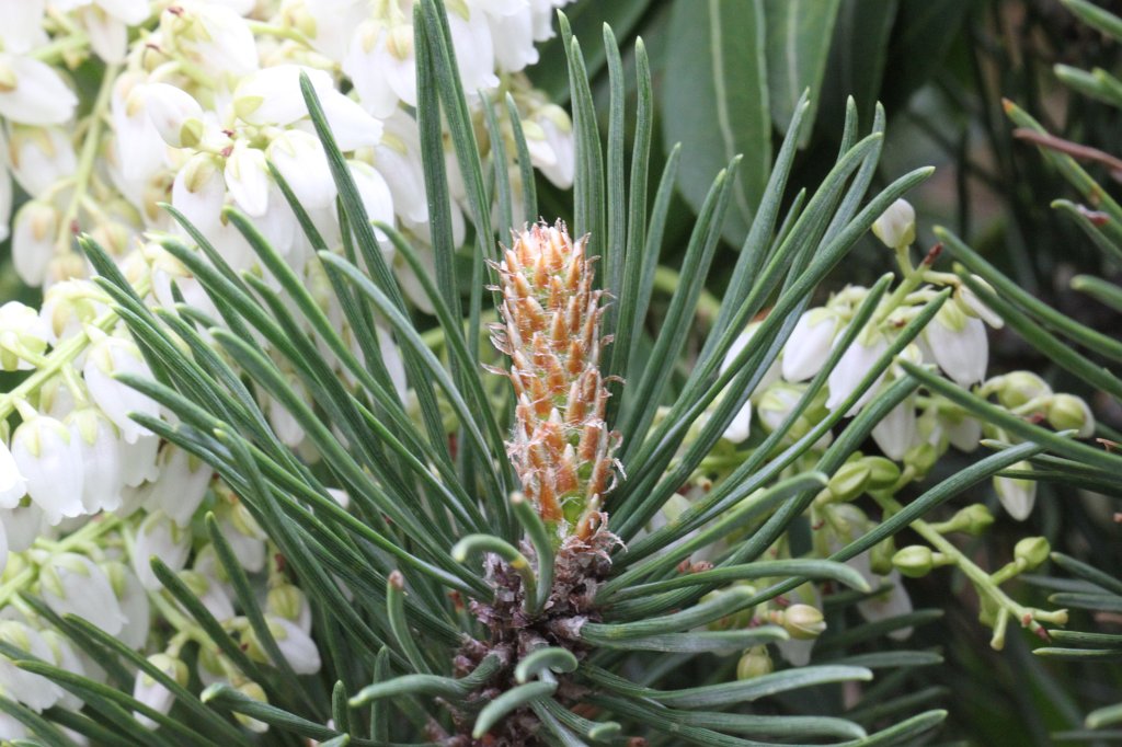 IMG_0713.JPG - Blooming