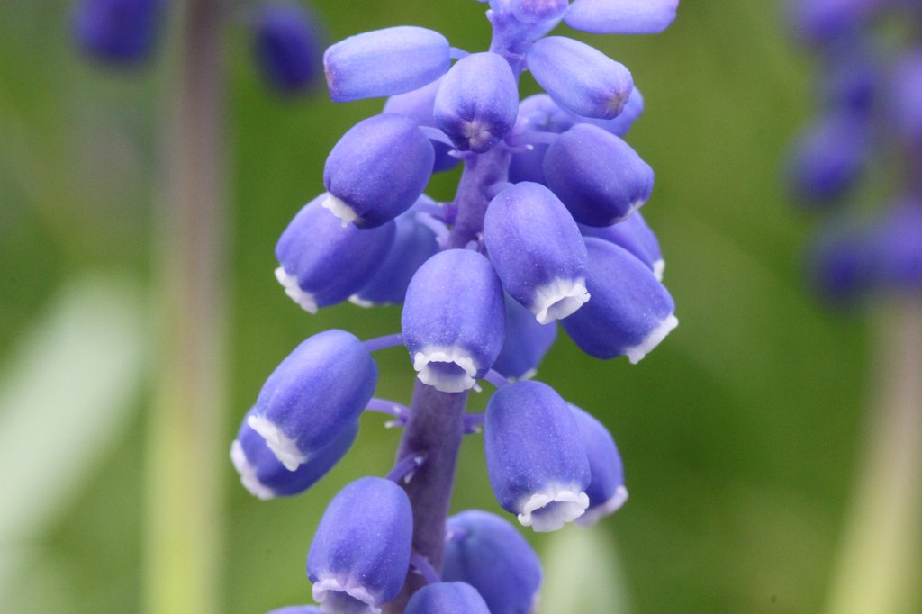 IMG_0715.JPG - Blooming