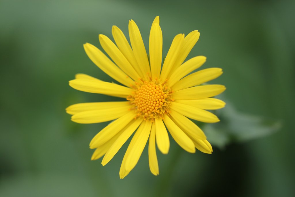 IMG_0720.JPG - Blooming