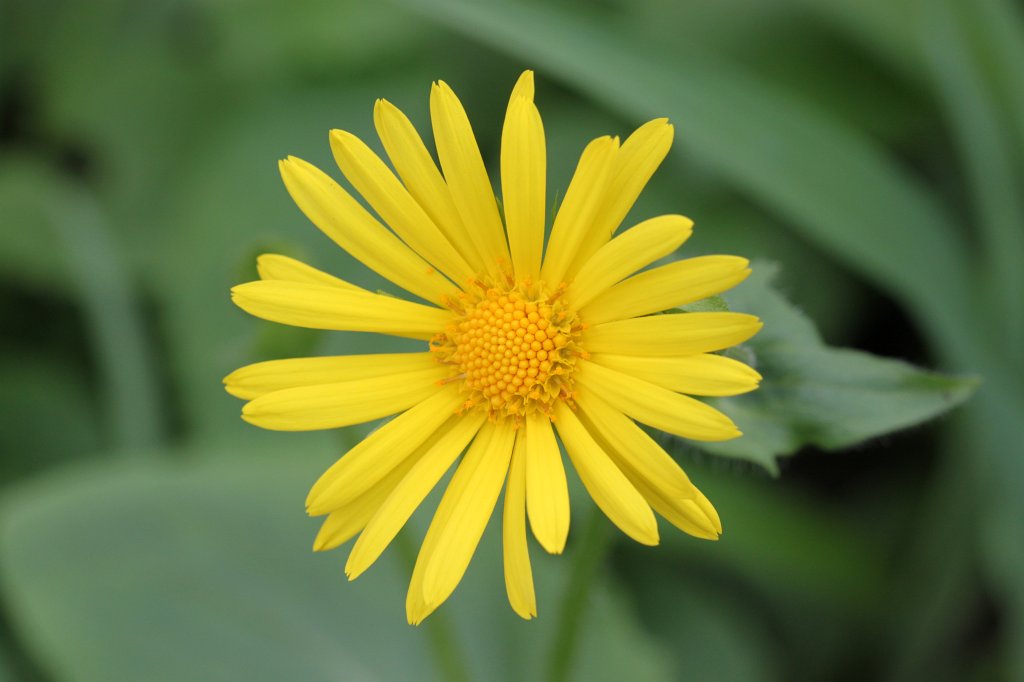 IMG_0721.JPG - Blooming