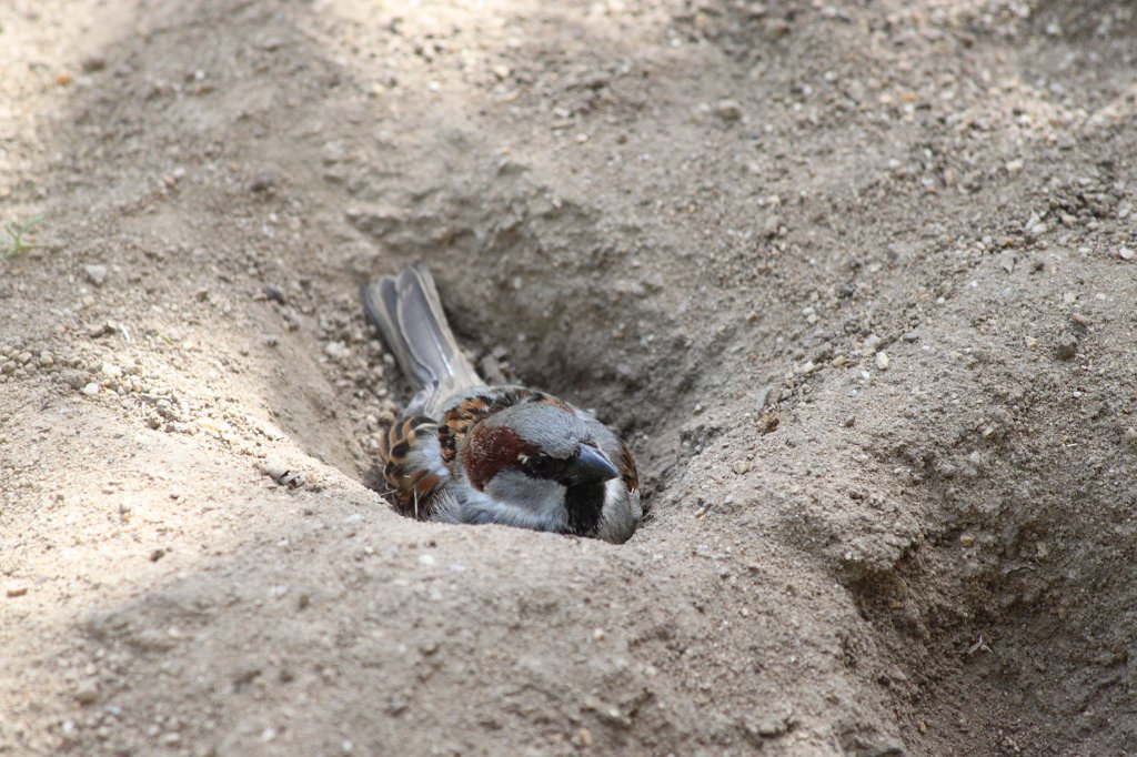 IMG_0766.JPG - Dust bath  http://en.wikipedia.org/wiki/Dust_bath 