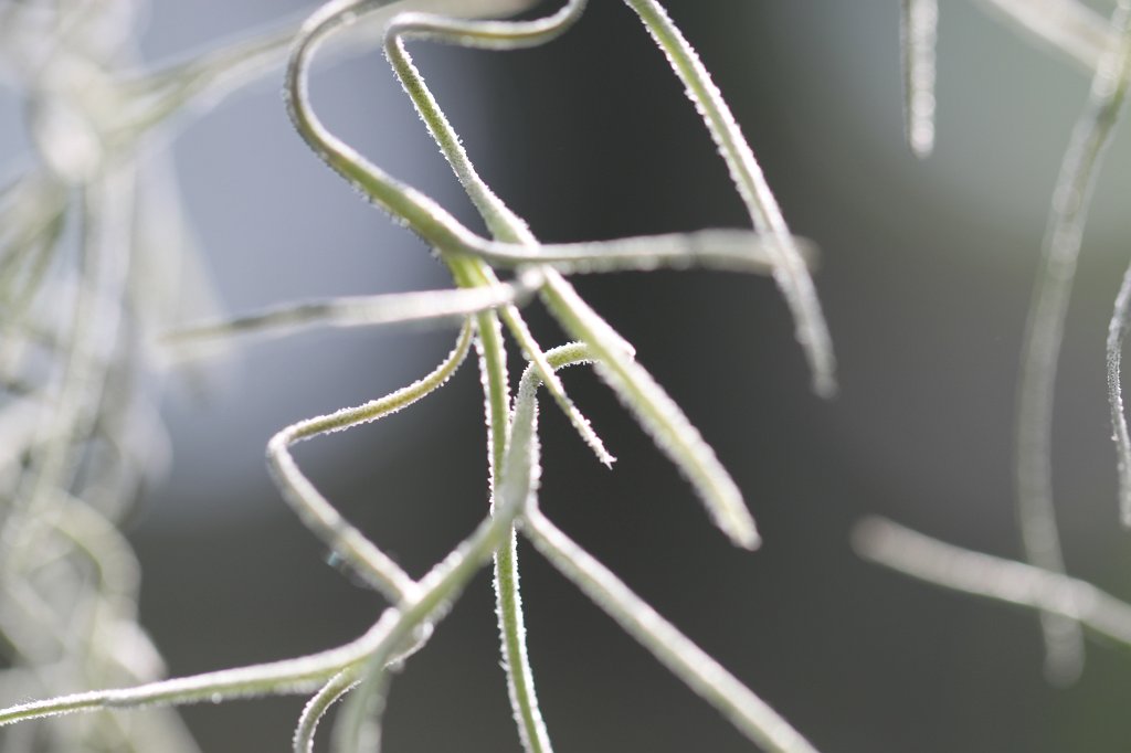 IMG_0809.JPG - Hanging plants