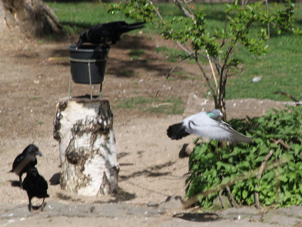 IMG_0849.JPG - Birds