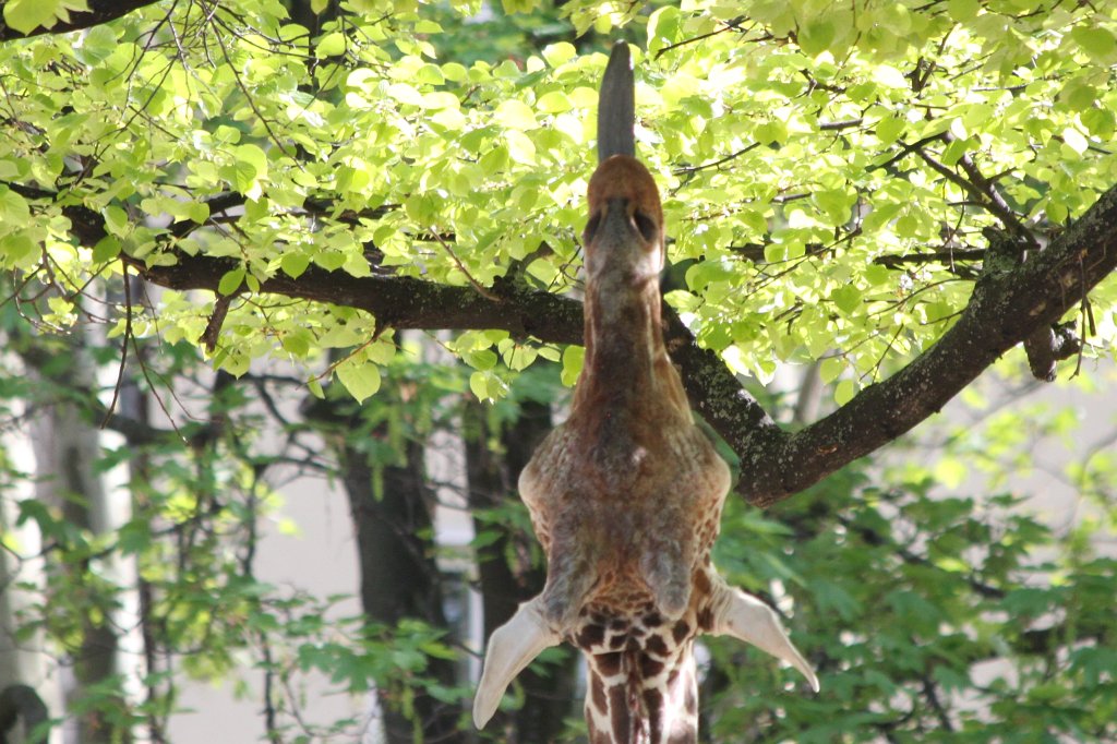 IMG_0853.JPG - Giraffe  http://en.wikipedia.org/wiki/Giraffe 