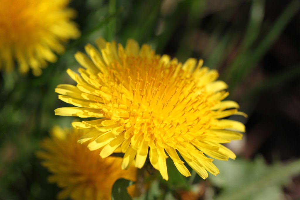 IMG_0872.JPG - Blooming