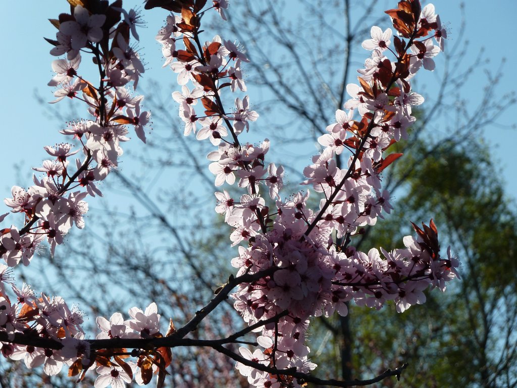 P1020805.JPG - Blooming tree