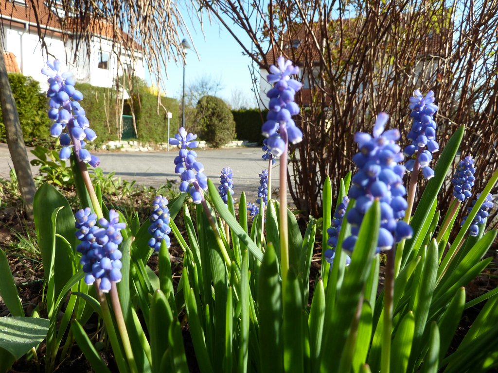 P1020812.JPG - Blooming