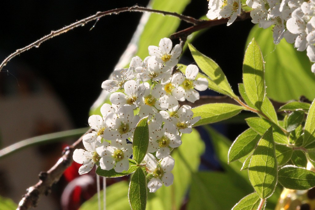 IMG_1025.JPG - Easter bouquet